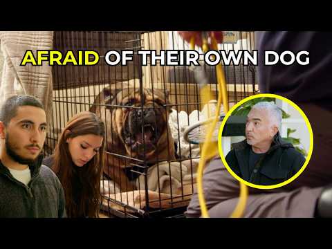 This French Bulldog is Like the Incredible Hulk | Better Human Better Dog
