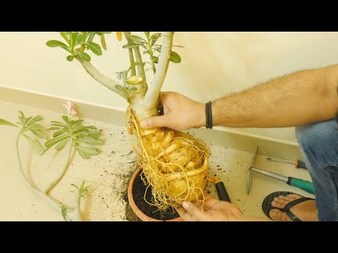 , title : 'Adenium Masterclass: BIGGER, THICKER & WIDER Caudex INSTANTLY Ft. Roots (Exposed) Tips & Hacks Pt 1'