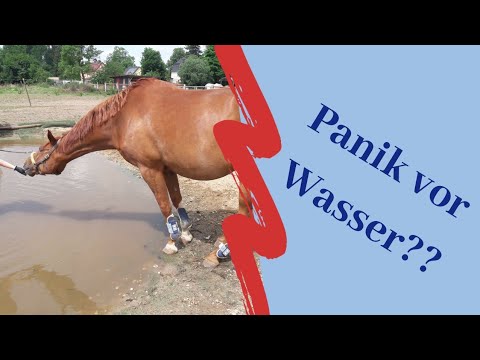Pferd will nicht ins Wasser & Outing im Stall (Stallsorgen) | Serenity Horses