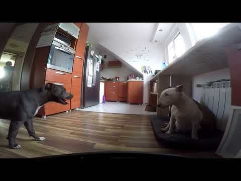 Bulterier protect pitbull - funny