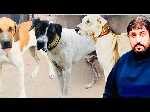 Best Pakistani top Bloodline Bully Female And Dogs 2024 Owner Asif Butt by@fmnewstv
