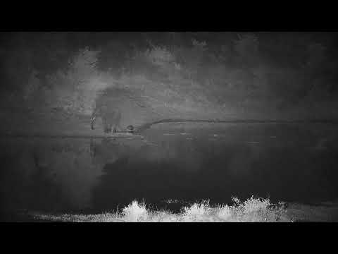 Djuma: Two Elephants get quick drink at dam - 01:11 - 08/15/2022