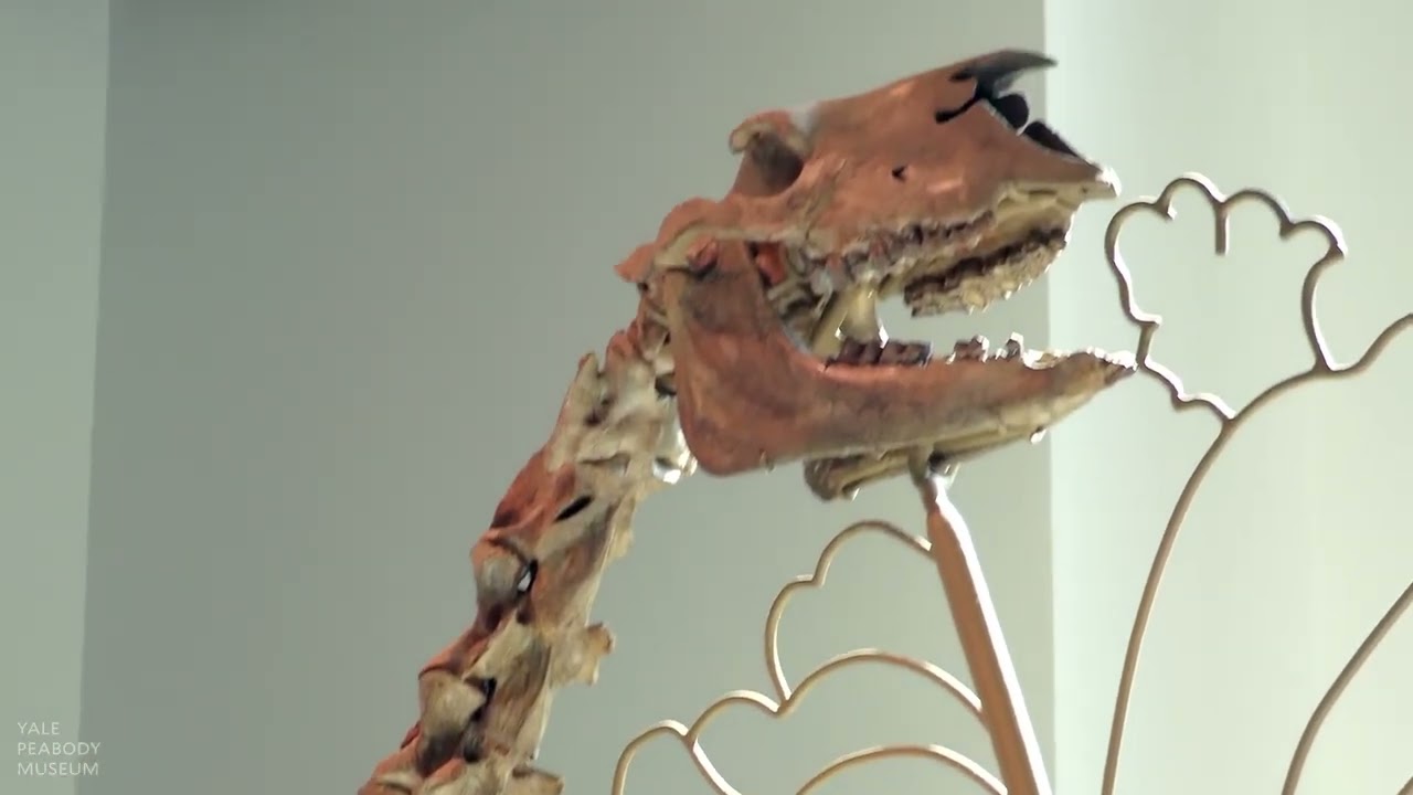 Explore the Yale Peabody Museum