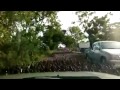 The March of The Sinister Ducks 
