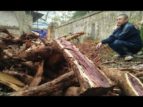 Cây sưa trăm tỷ ở HN: Khúc rễ tách đôi dân làng mất ngay chục tấn thóc