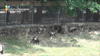 preview picture of video 'Première sortie des bébés guépards né en mai 2014 au Safari Peaugres'