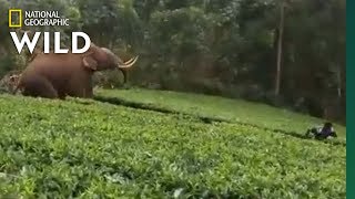 Tusked Elephant Charges After Man in Tea Field | Nat Geo Wild by Nat Geo WILD