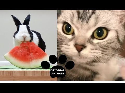 Original Animals #12. CUTE AND FUNNY ANIMALS VIDEO/ МИЛЫЕ И СМЕШНЫЕ ЖИВОТНЫЕ.