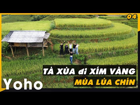 Xím Vàng Mùa Lúa Chín