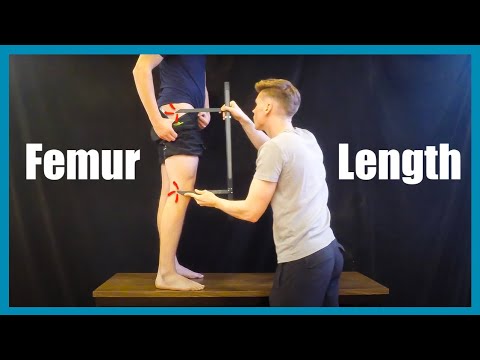 Femur Length Measurement