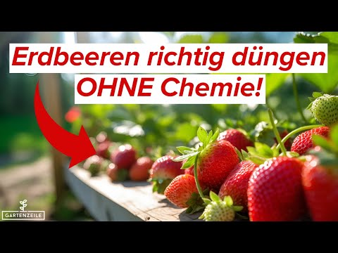 Erdbeeren richtig düngen OHNE Chemie! Natürliche Wege für eine reiche Ernte!