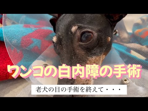 犬の白内障:治療と手術