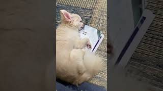 猫とおやすみチワワ #shorts