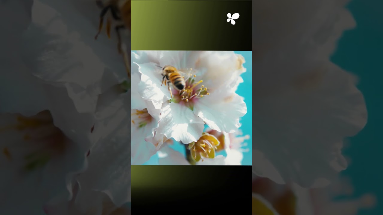 Promotion of crop diversification and sustainable traditional farming in the Balearic Islands