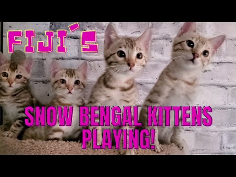 Fiji's Snow Bengal Kittens are 11 Weeks Old Now!