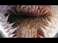Inside a Sea Turtle Mouth | How Turtle can eat a jellyfish | Nature Connection