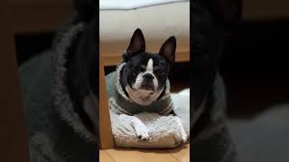 【無視】ハウスが聞こえないフリをする犬