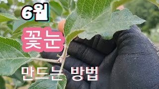 6월 사과나무 꽃눈 만드는 방법