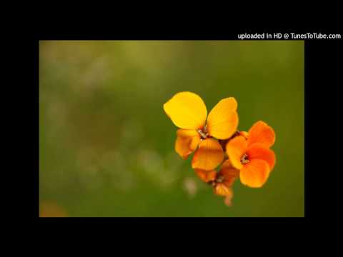 Wallflower - sings Nereide (Alessia Magalotti)