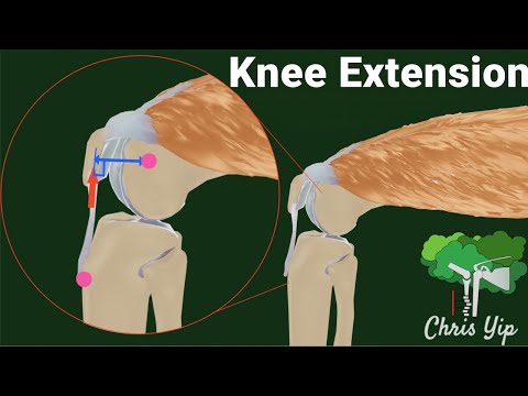 Patella and the Extension of the Knee