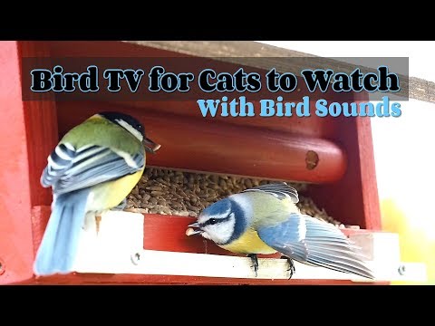 , title : 'VIDEO FOR CATS | CAT TV | BIRD SOUNDS | KATSELTAVAA KISSOILLE | KISSA TV'