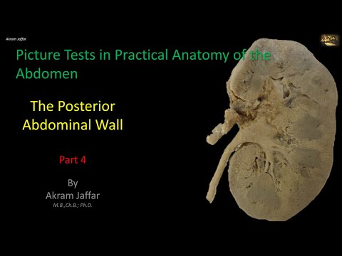 Test obrazkowy z anatomii brzucha - ściana tylna (część 4)