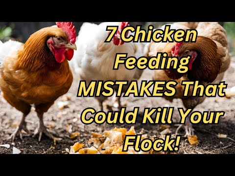 STOP Feeding Your Chickens WRONG! 🐔 7 Chicken Feed Mistakes to Avoid