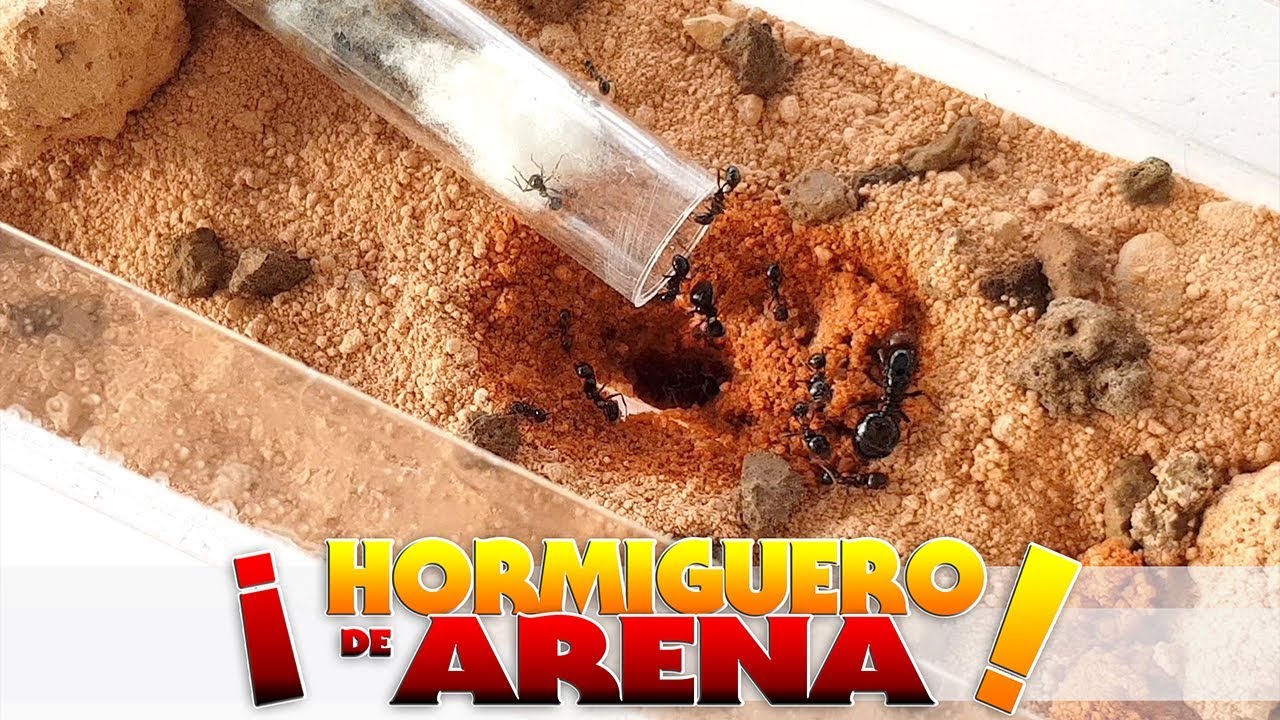 EL HORMIGUERO DE ARENA y LA MUDANZA DE LAS HORMIGAS  | Paso a paso