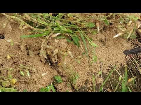 Digger Bees Scare Homeowner and Grandkids in Middletown, NJ