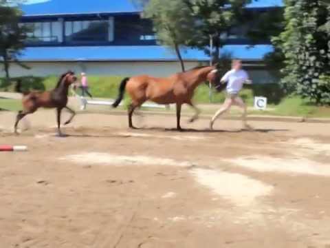 Winner of the Holsteiner Foal Championship NF 2013: Premium Filly by Uriko x Carpaccio (*2013)