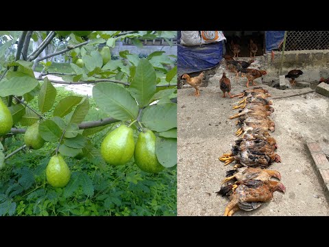 , title : 'How to use guava leaves and forest plants to treat chicken diseases'