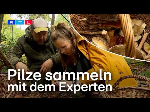 Herbst ist Pilze-Zeit – Pilz-Profi Martin Maschka zeigt die Schätze in NRWs Wäldern | RTL WEST