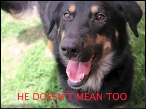 Max - IN FOSTER, an adopted Retriever & Shepherd Mix in Winnipeg, MB_image-1