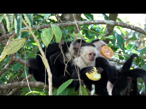 Monkeys Use Insect Repellent