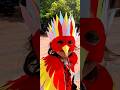 Kuruvi Shorts Kidsvideo Youtubeshorts Bird
