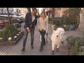 Tips For Getting Booties On Your Dog