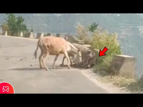 INCREDIBLE DONKEY ATTACKS LEOPARD TO SAVE FRIEND