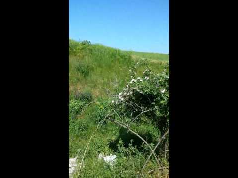 Vara ... intr e Grajdeni şi Fruntiseni