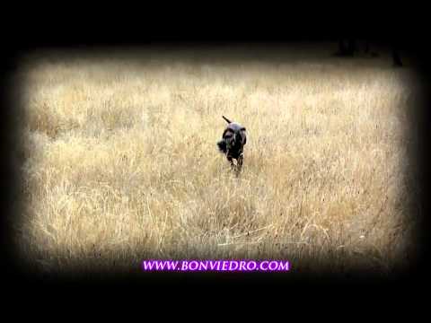 Camarón de la Ron Bonviedro **VENDIDO** – bonviedro.com