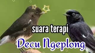 Download lagu suara decu gacor ngeplong | pancingan decu agar ngeplong mp3 Download lagu suara decu gacor ngeplong | pancingan decu agar ngeplong mp3