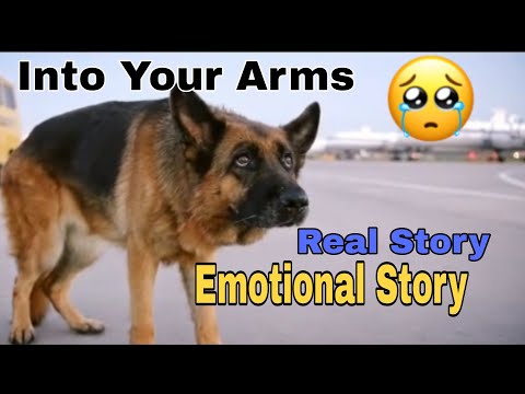 into your arms Ava Max(slowed) | The Dog Named Palma | Emotional Song 🥺| Based on Real Events