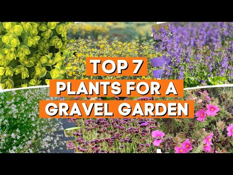 The 7 Best Plants for a Gravel Garden 🌼✨ // Drought Tolerant Plants ☀️✨