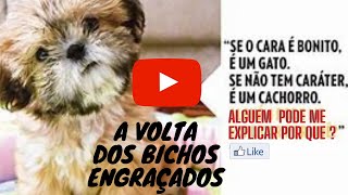 Vdeo de pets engraados