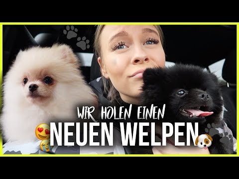 Video Thumbnail: AHHHH .. Wir holen NOCH EINEN HUND ?? | Dagi Bee