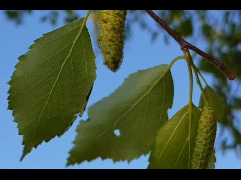 Lydia Kavina -The Birch Leaf, for viola d'Amore and theremin