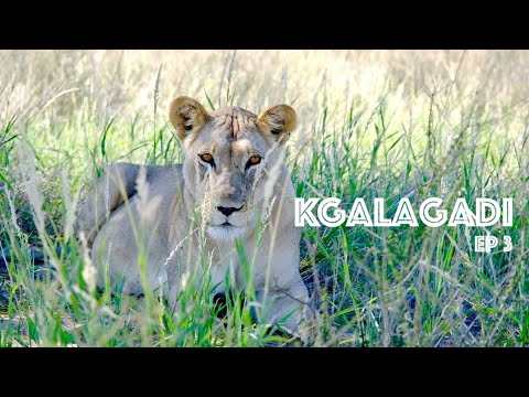 Kgalagadi - Nossob & Mata mata, Episode 3