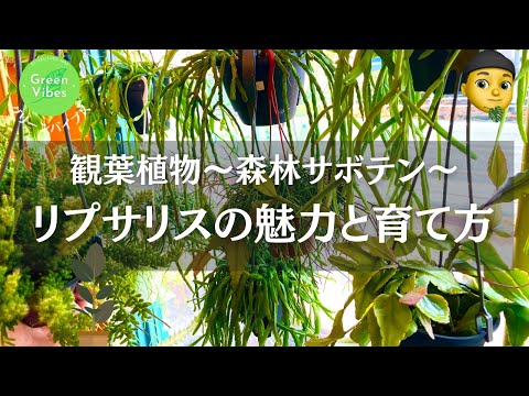 スカンベルギ ロックローズ、ドワーフ ピンク ロックローズ、シスタス x スカンベルギ