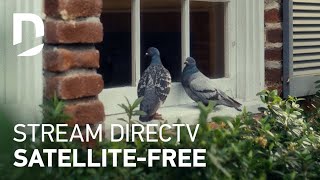  For The Birds | Socks