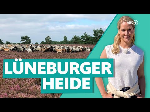 Lüneburg Heath – vacation and relaxation between heather blossoms | WDR Reisen