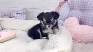 チワワ（ロング）の動画01